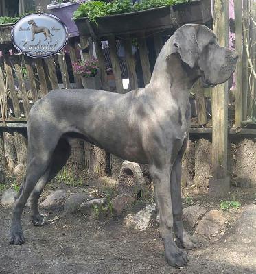 Ch F�Akarshaan Endurial