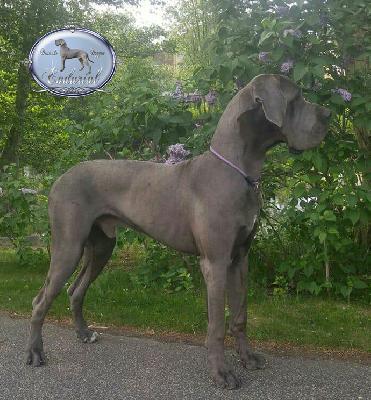 Ch F�Akarshaan Endurial