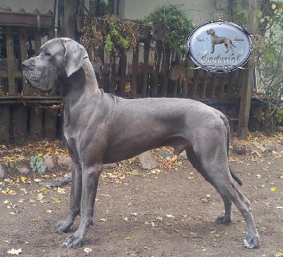 Ch FAkarshaan Endurial