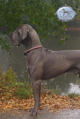 Ch FAkarshaan Endurial