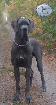 Ch F�Akarshaan Endurial