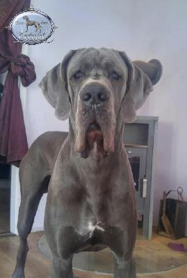 Ch F�Akarshaan Endurial