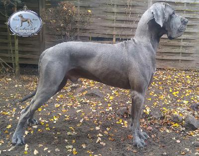 Ch F�Akarshaan Endurial