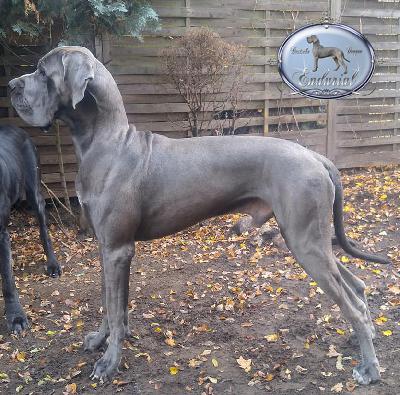 Ch FAkarshaan Endurial