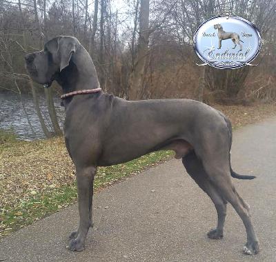 Ch FAkarshaan Endurial