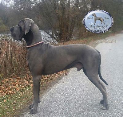 Ch F�Akarshaan Endurial