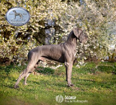 Ch FAkarshaan Endurial