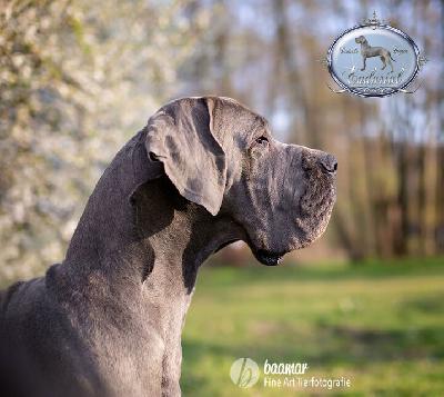 Ch FAkarshaan Endurial