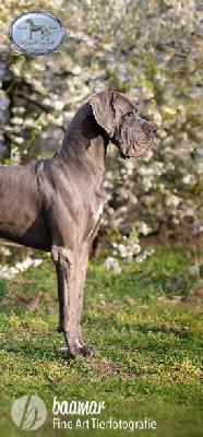 Ch FAkarshaan Endurial