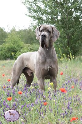 Ch FAkarshaan Endurial