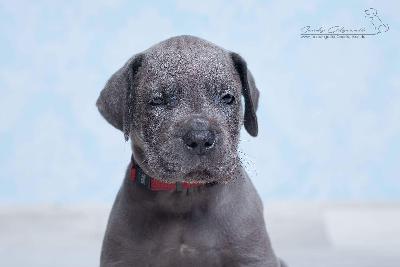 Tyson von der Wolfsh�hle