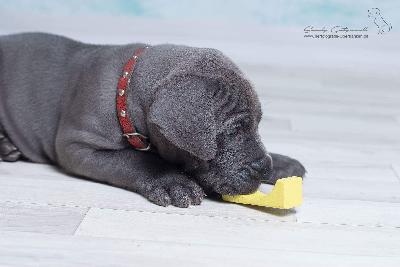 Toni von der Wolfsh�hle