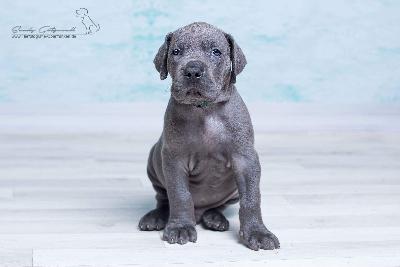 Thor von der Wolfsh�hle