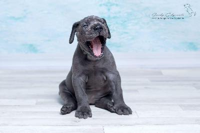 Tic Tac von der Wolfsh�hle