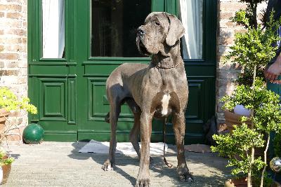 Jeronimo Summa Cum Laude