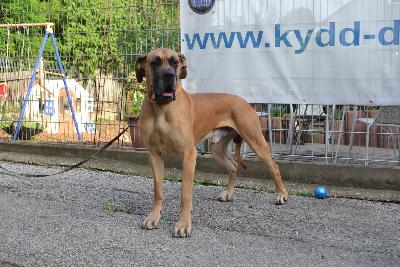 Yaran Vom Waldfrieden