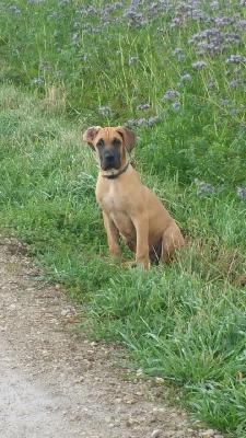 Yardila Vom Waldfrieden