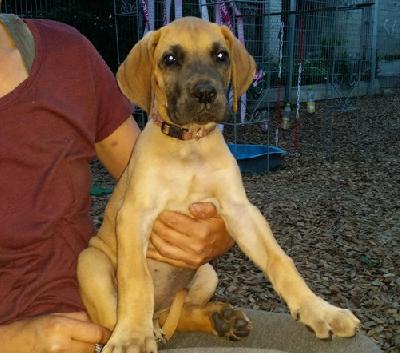 Yara Vom Waldfrieden