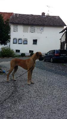 Yandra Vom Waldfrieden