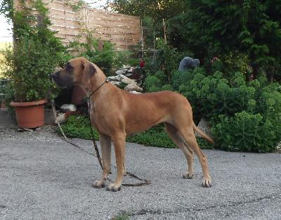 Yandra Vom Waldfrieden