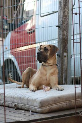 Yandra Vom Waldfrieden