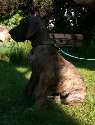 Goya Ex Umbra In Solem