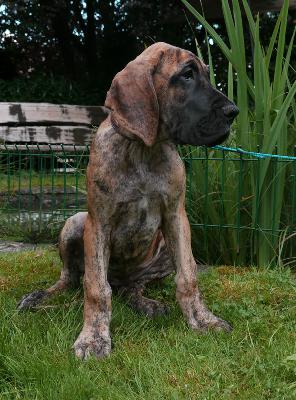 Genoveva Ex Umbra In Solem