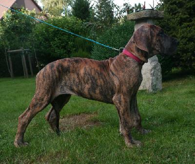 Godiva Ex Umbra In Solem