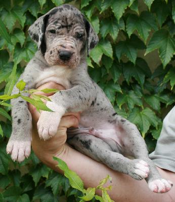 Maximo vom Hause Rsch