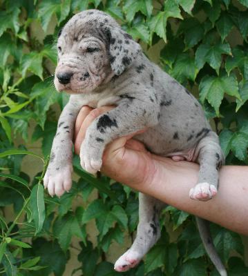 Miracolix vom Hause Rsch