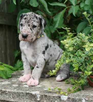 Maylo vom Hause Rsch