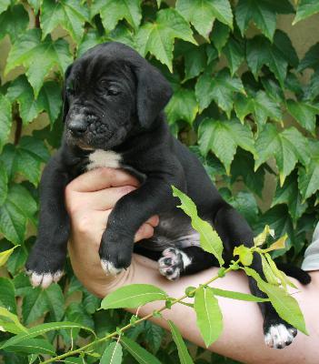 Marlon vom Hause Rsch