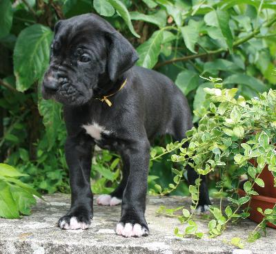 Monty vom Hause Rsch