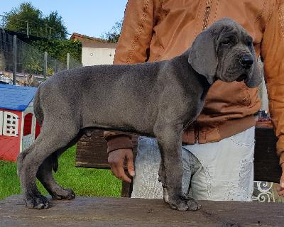 Dibbehaas Vom Hause Wagner