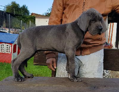 Dibbehaas Vom Hause Wagner