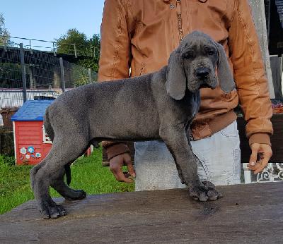 Draufg�nger Vom Hause Wagner