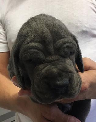 Diktator Vom Hause Wagner