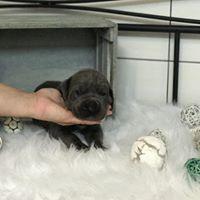 Final-Destination vom Altmhlerhof