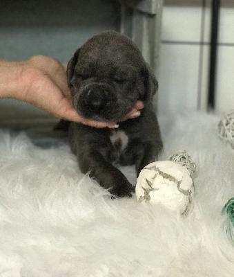 Francesco vom Altmhlerhof