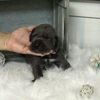 Fruchtzwerg vom Altmhlerhof