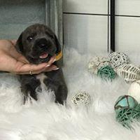 Felicitas vom Altmhlerhof