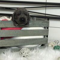 Frieda-Five vom Altmhlerhof