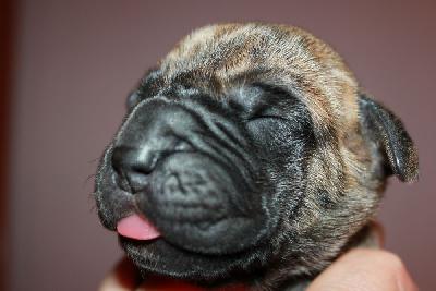 Guido vom Hause Rawert