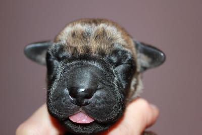 Gustav vom Hause Rawert