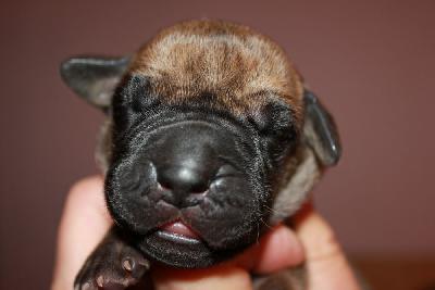 G�re vom Hause Rawert