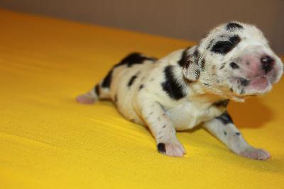 Hokuspokus vom Hause Rawert