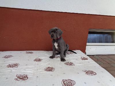 Angel von Barbelroth