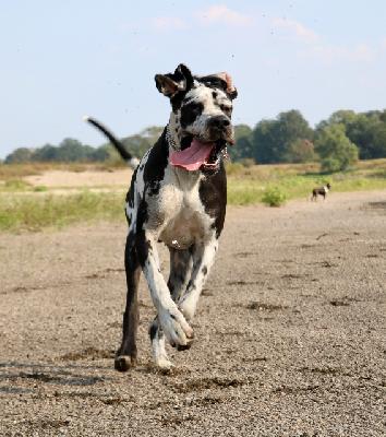 Queen Scarlett von Tara
