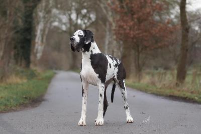 Queen Scarlett von Tara