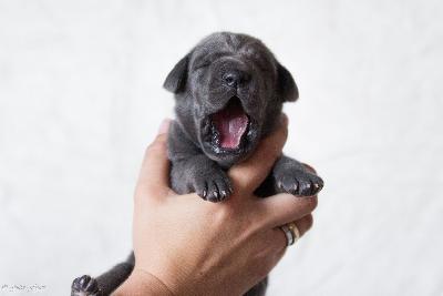 Bommel vom R�uberbaron